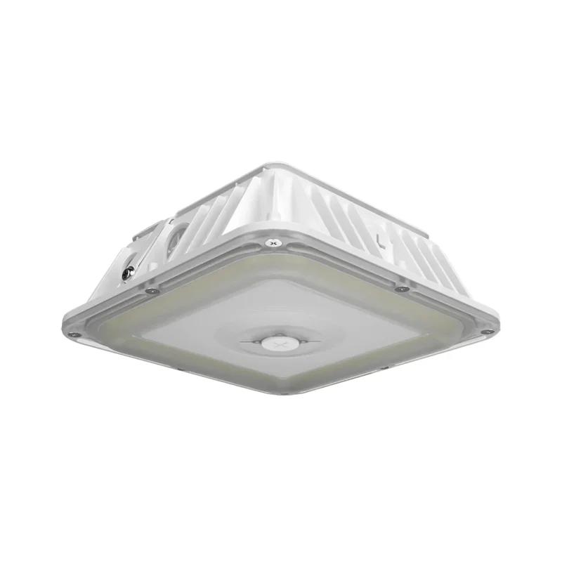 beeslighting12656843