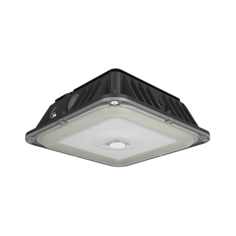 beeslighting12656849